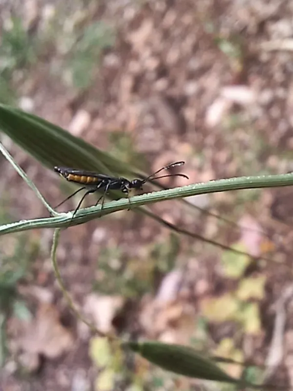 Wheat stem sawfly