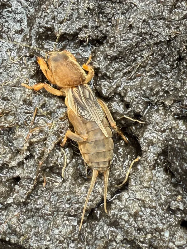 Mole cricket