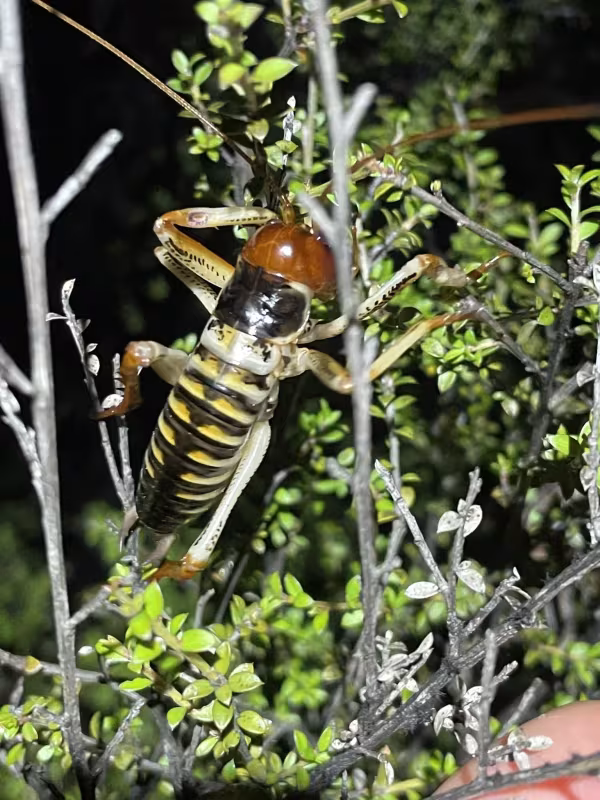 New Zealand giant weta