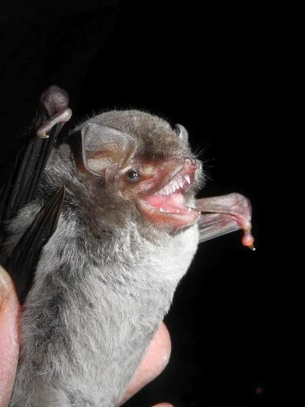 Schreiber's long-fingered bat