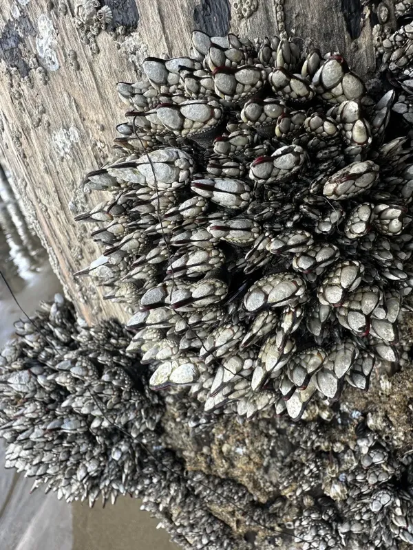 Gooseneck barnacle
