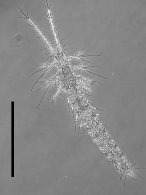 Derocheilocaris