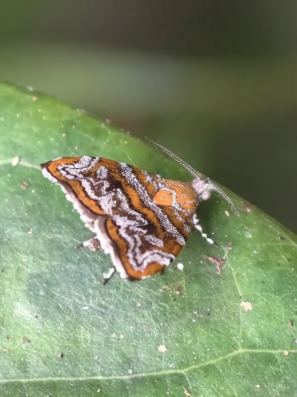 Choreutis
