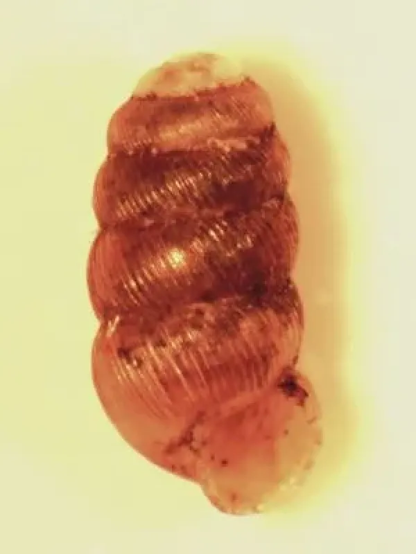 Truncatellina cylindrica