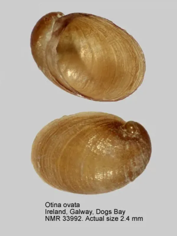 Отина