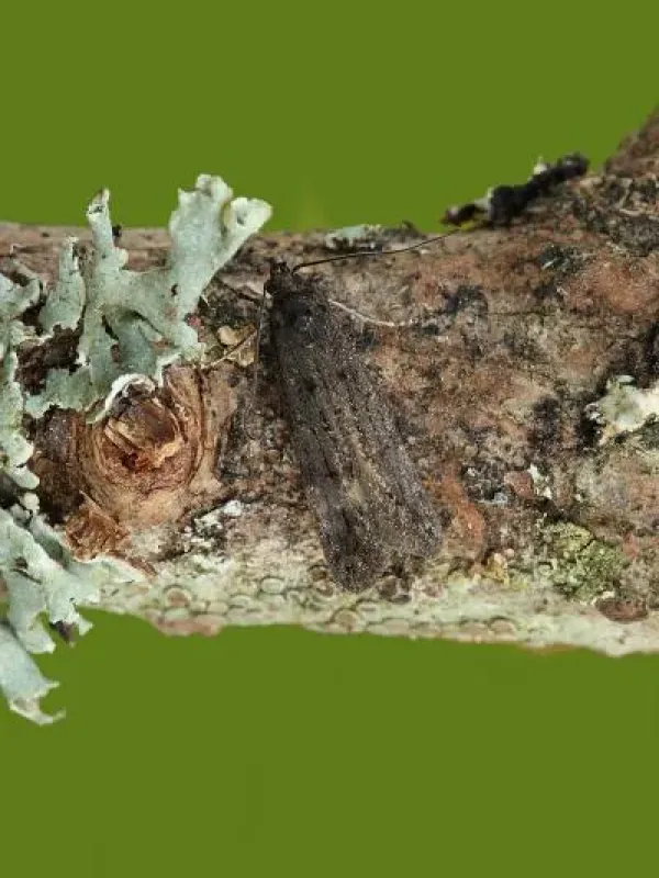 Xenolechia aethiops