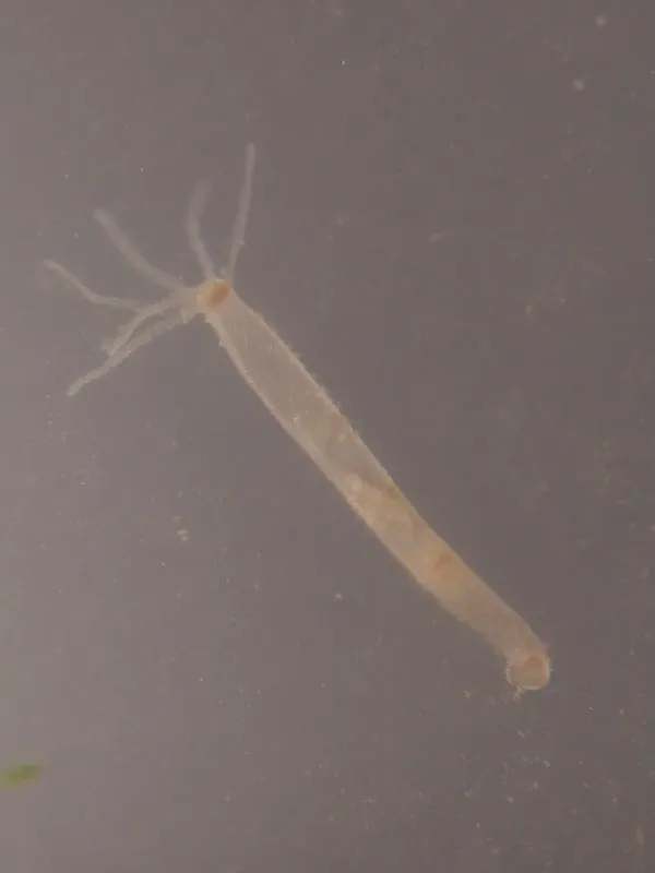 Гидра обыкновенная