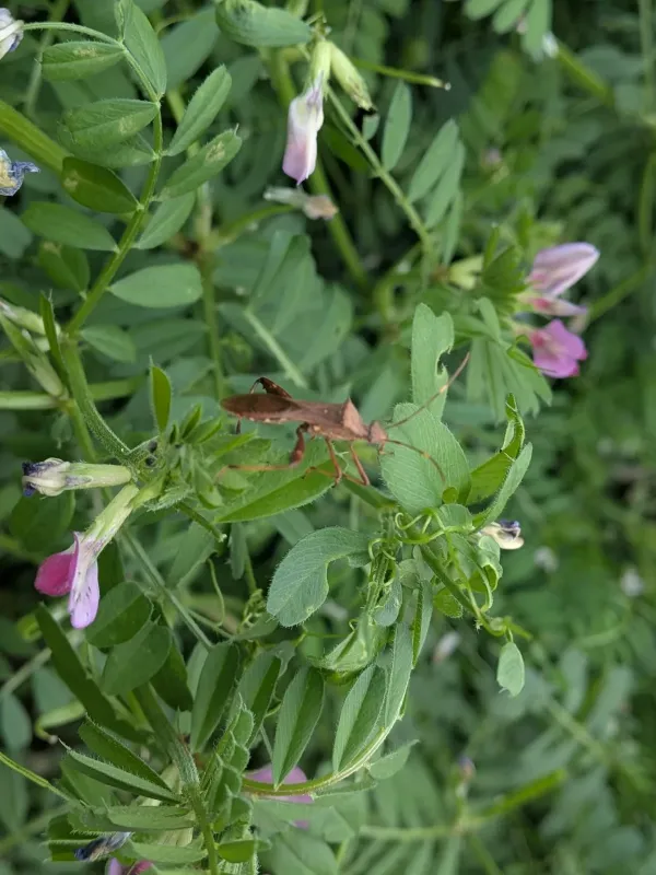 Bean bug