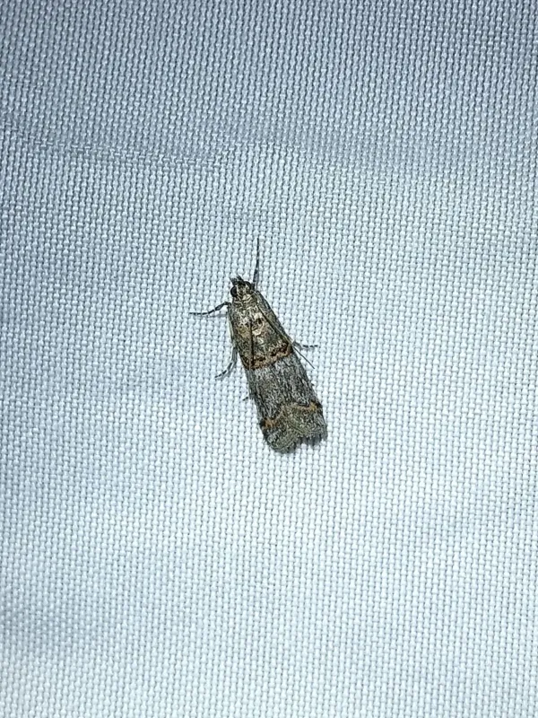 Pempelia moth