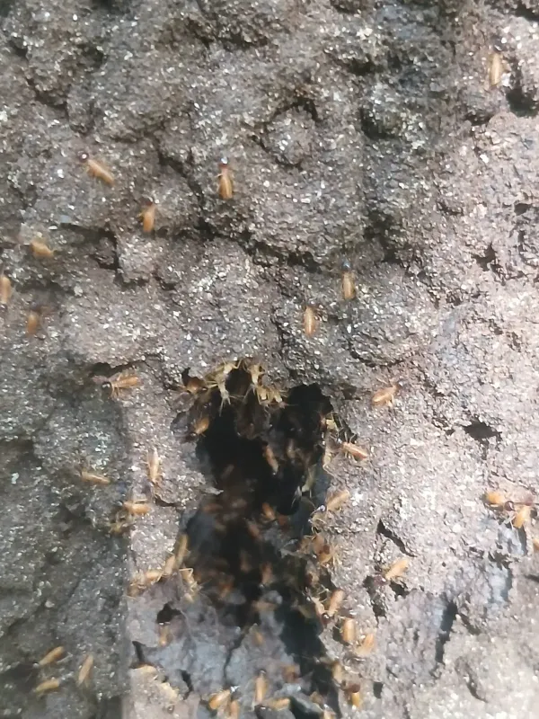 Nasutitermes corniger