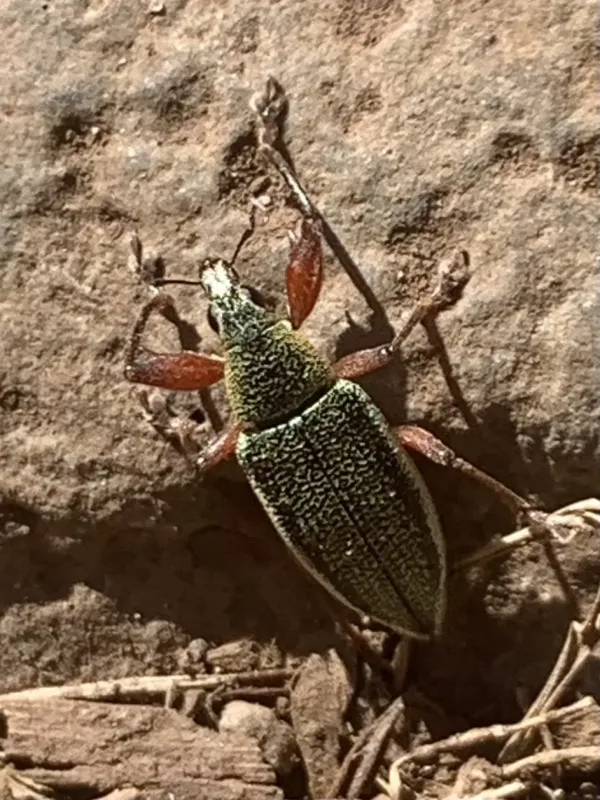 Cratopus exquisitus