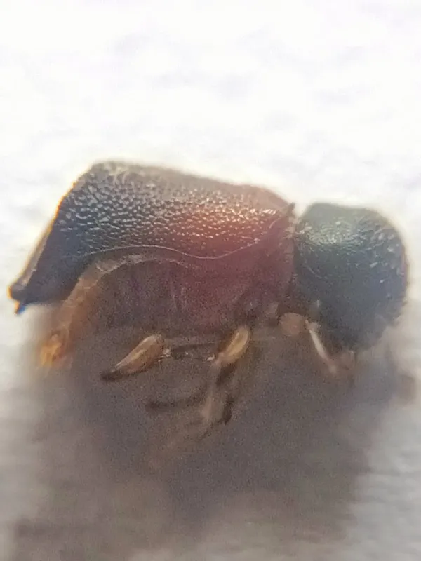 Xylopsocus