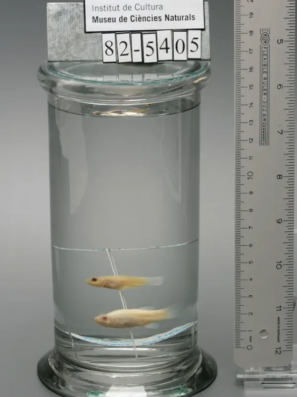 Spanish toothcarp