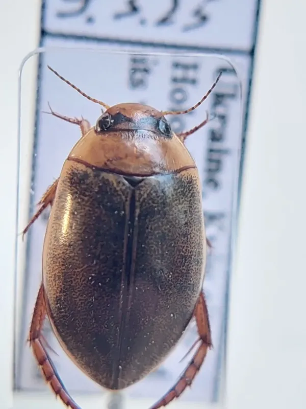 Rhantus suturellus