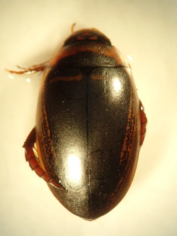 Predaceous diving beetle