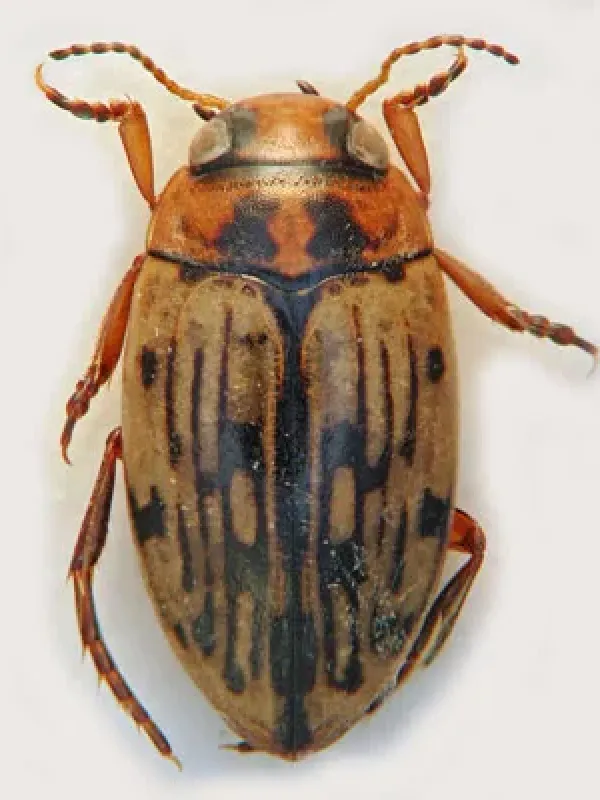 Suphrodytes