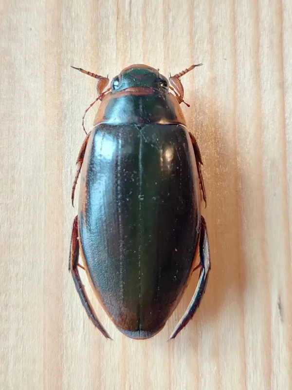 Great diving beetle