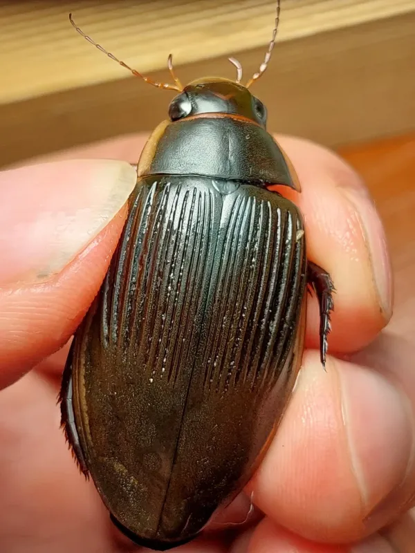 Dytiscus dimidiatus