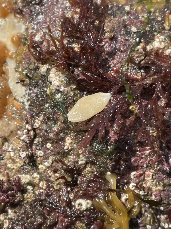 Scypha compressa