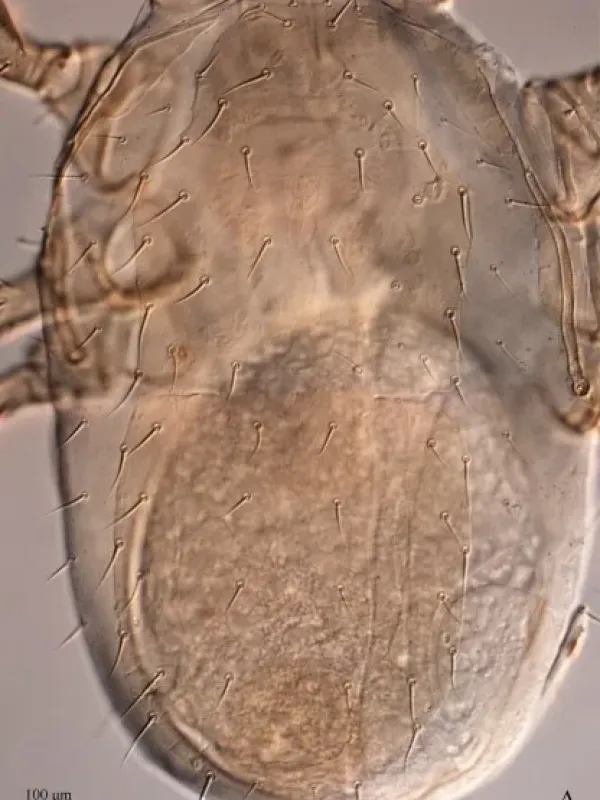 Arctoseius cetratus