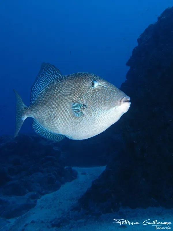 Triggerfish