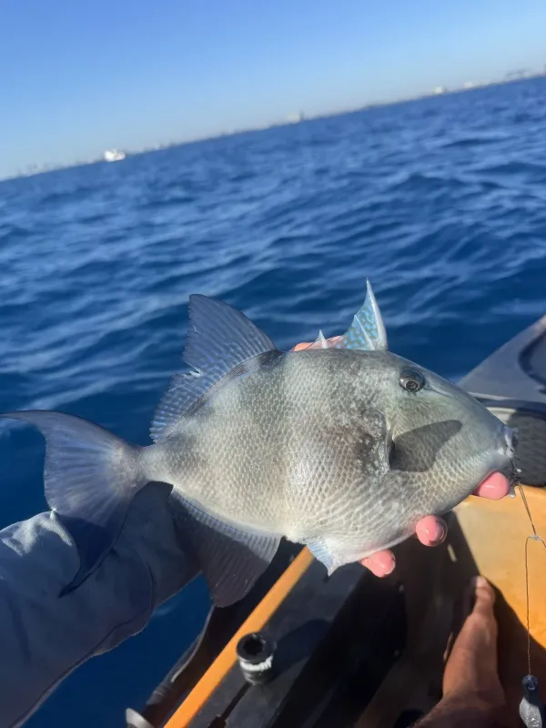 Gray triggerfish
