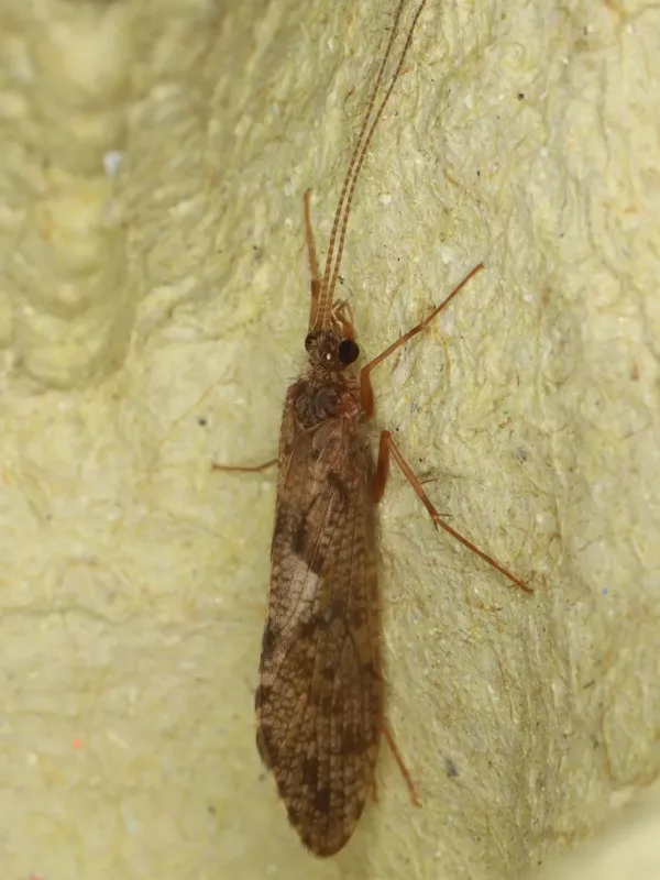 Caddisfly