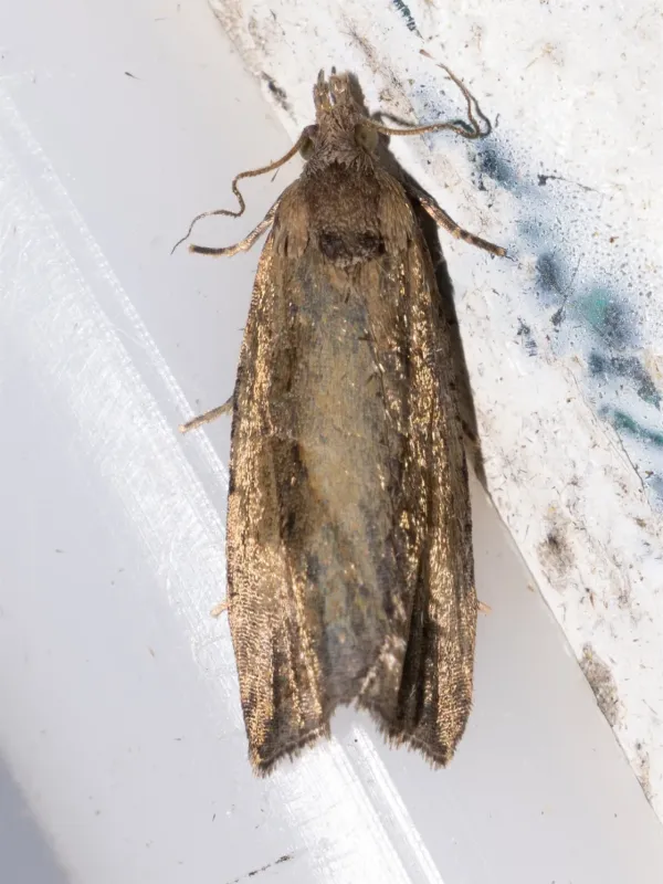 Four-spotted leafroller