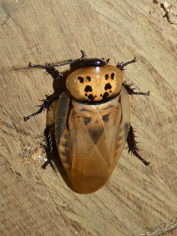 Eublaberus distanti cockroach