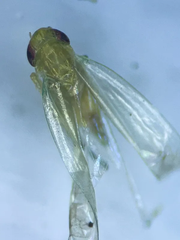 Asymmetrasca