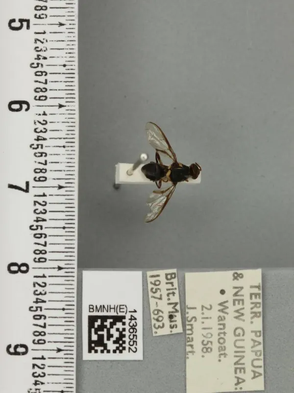Плодовая муха Bactrocera lineata