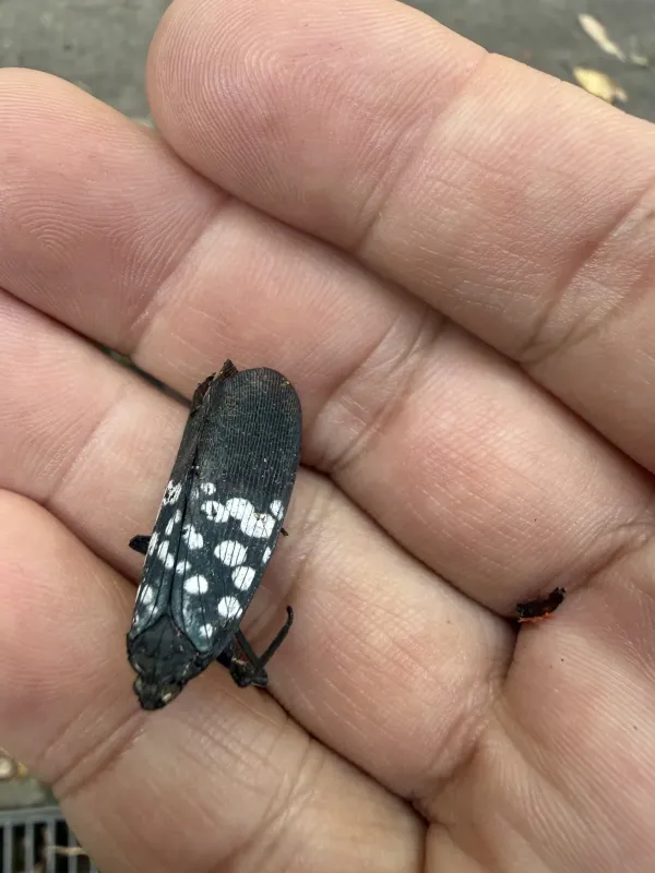 Lycorma meliae