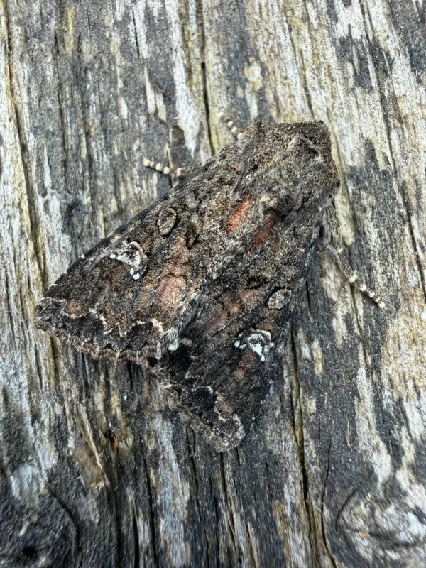 Cabbage moth