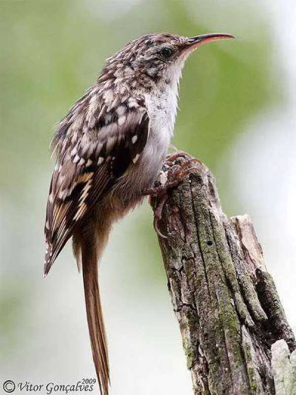 Short-toed treecreeper