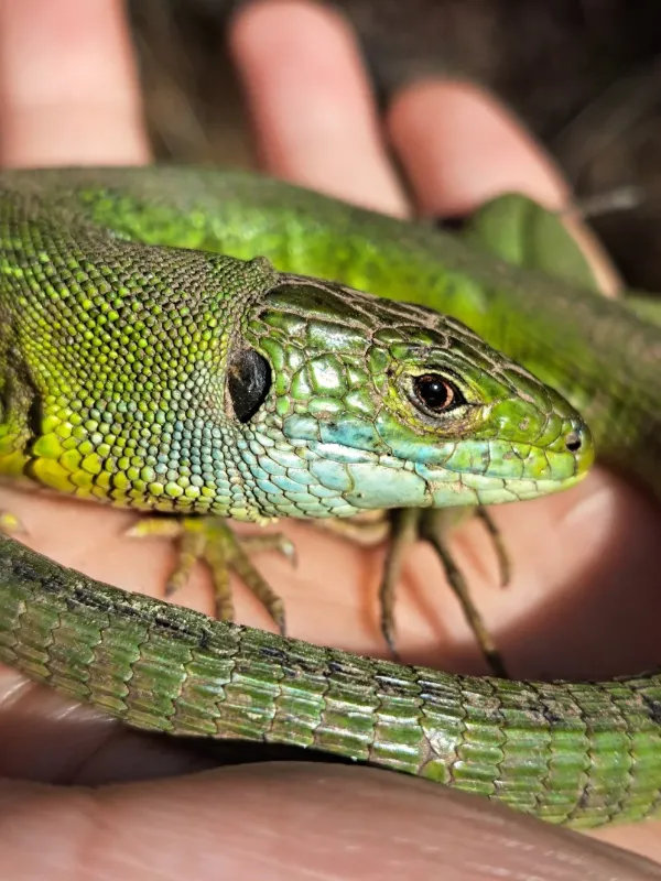 Western green lizard