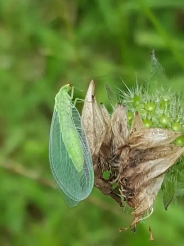 Yellow-fronted lacewing