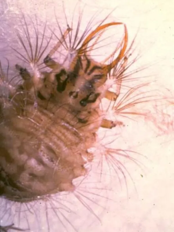 Harris lacewing