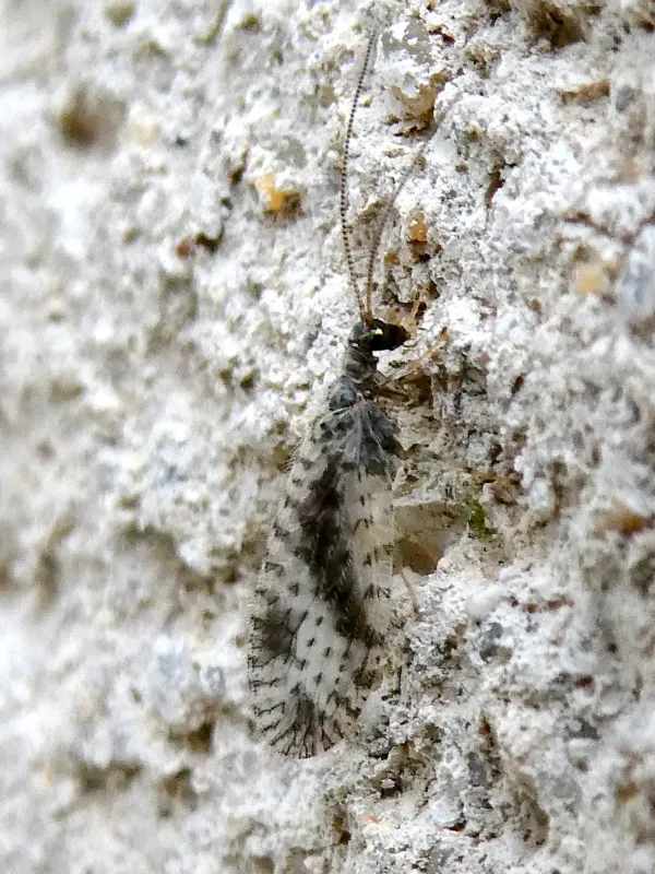 Variegated brown lacewing