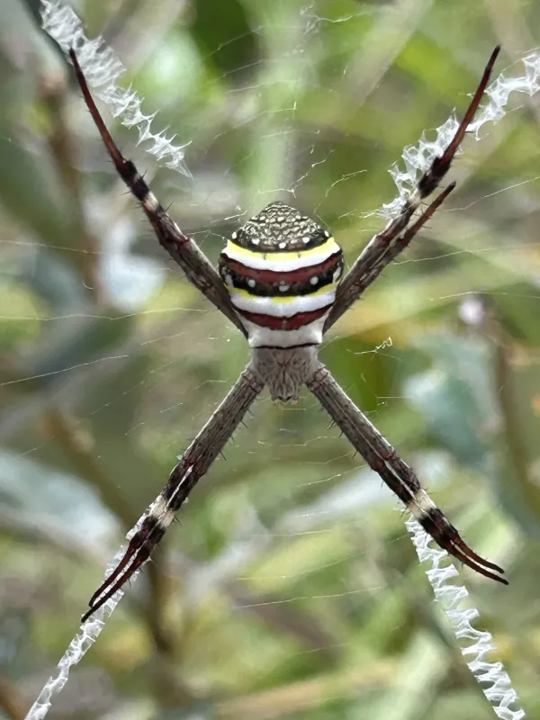 Argiope keyserlingi
