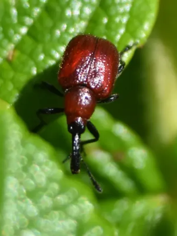 Rose curculio