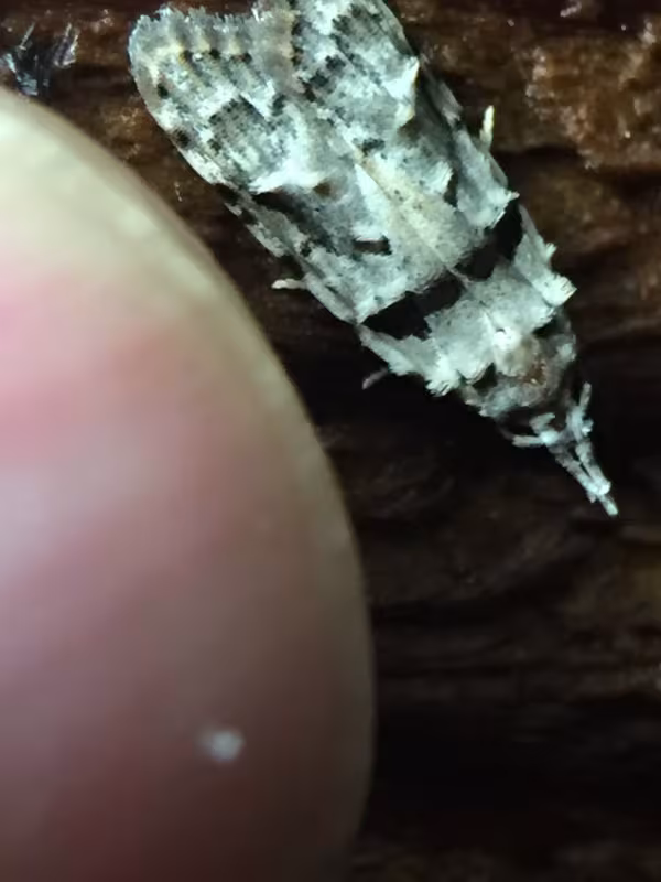 Improbana leaf miner