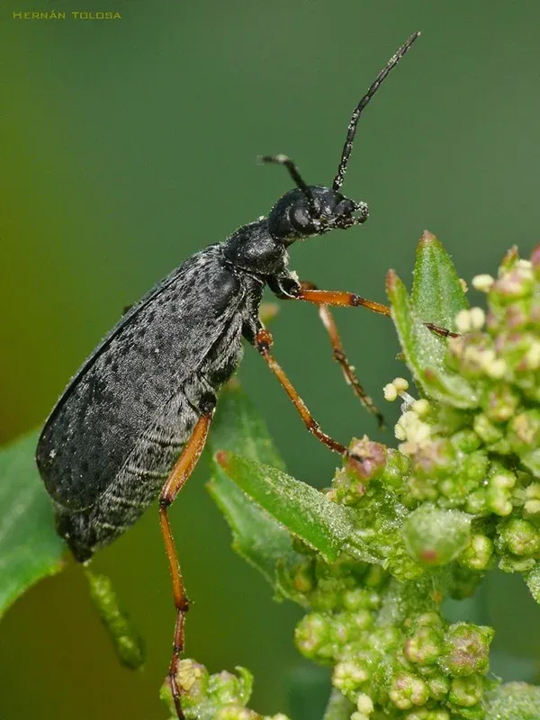 Epicauta albicincta
