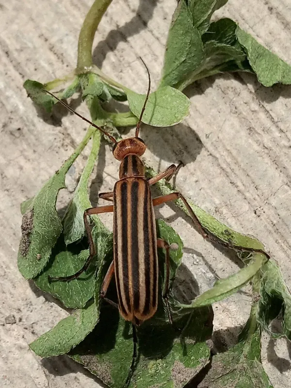 Epicauta temexa