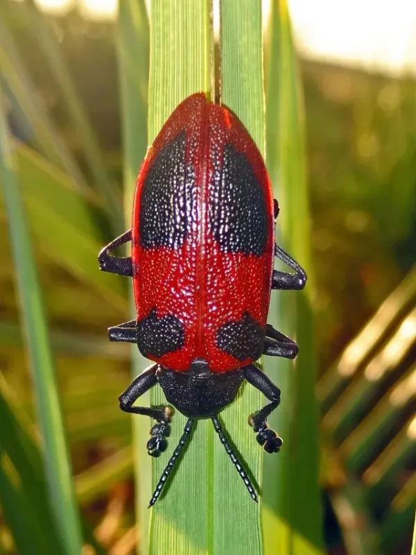 Four-spotted leaf beetle