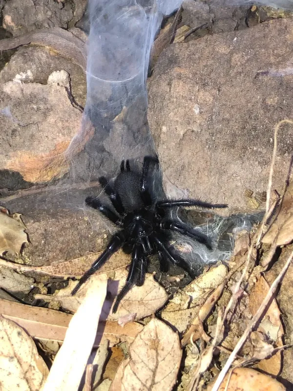 Macrothele spiders