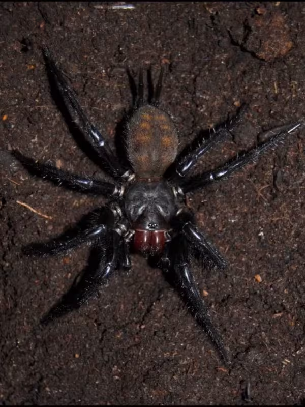 Macrothele gigas