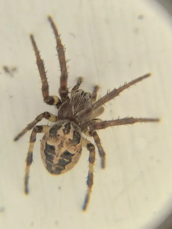 Larinioides orb-weaver spiders