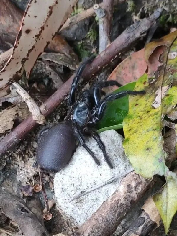 Sydney funnel-web spider