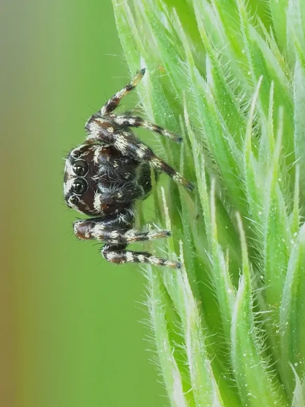 Pelegrina