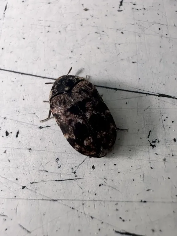 Varied carpet beetle